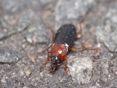 Calathus melanocephalus