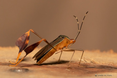 Anisoscelis marginellus