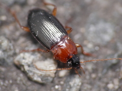 Calathus melanocephalus