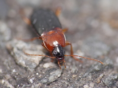 Calathus melanocephalus