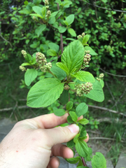 Ceanothus sanguineus