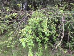 Ceanothus sanguineus