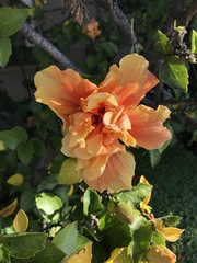 Hibiscus