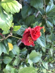 Hibiscus
