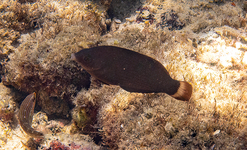 Pacific Dusky Wrasse — seen at this dive site