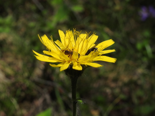 Jura-havikskruid (Hieracium jurassicum)