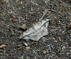 Chiasmia simplicilinea