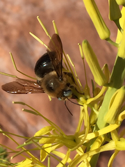 Xylocopa tabaniformis androleuca