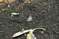 Chiasmia simplicilinea