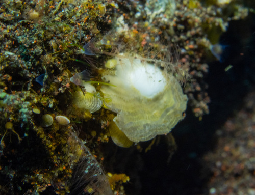 Heterostegina suborbicularis observed 2023-10-27