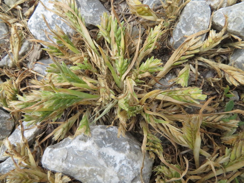 tvrdica obyčajná (Sclerochloa dura)