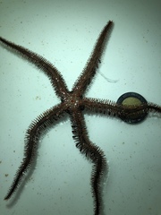 Ophiocoma echinata