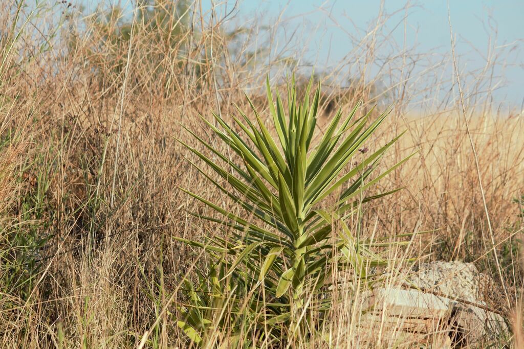 Spineless Yucca from Carletonville, 2499, South Africa on November 11, 2023 at 0544 PM by Kyle