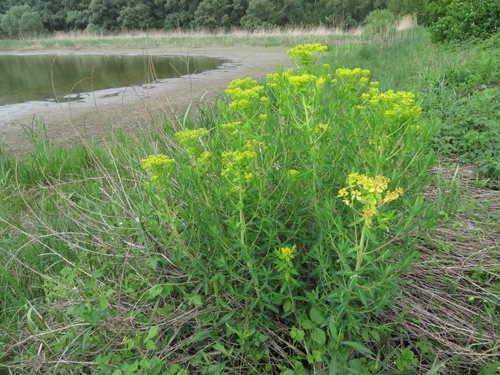 mliečnik močiarny (Euphorbia palustris)