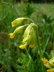 Primula veris macrocalyx