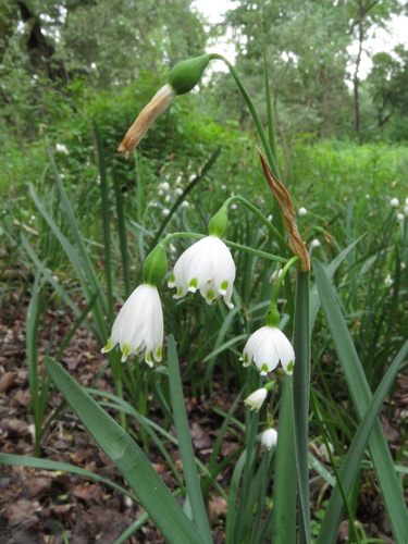 bleduľa letná (Leucojum aestivum)