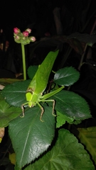 Stilpnochlora thoracica
