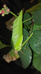 Stilpnochlora thoracica