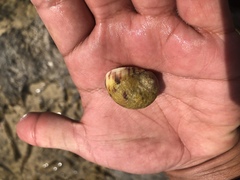 Nerita peloronta