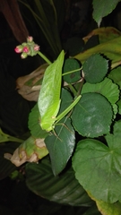 Stilpnochlora thoracica