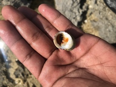 Nerita peloronta