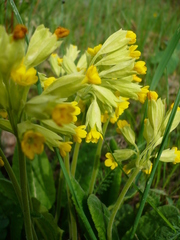Primula veris macrocalyx