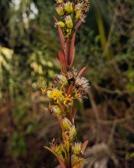 Solidago virgata
