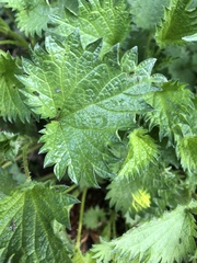 Petite ortie (Urtica urens) — photo 3