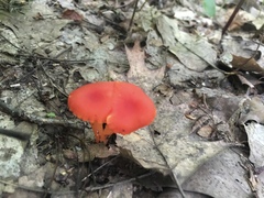 Pseudohygrocybe