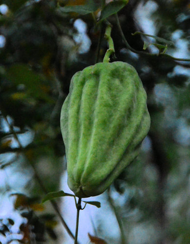 Moth Vine