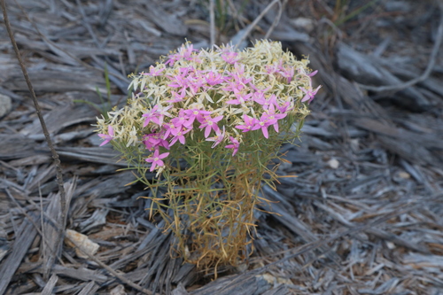 Image of Zeltnera beyrichii by (c) Reid Hardin, some rights reserved (CC BY)