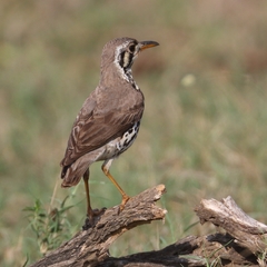 Groundscraper Thrush photo 5