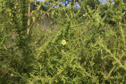 Image of Seymeria texana by (c) Reid Hardin, some rights reserved (CC BY)