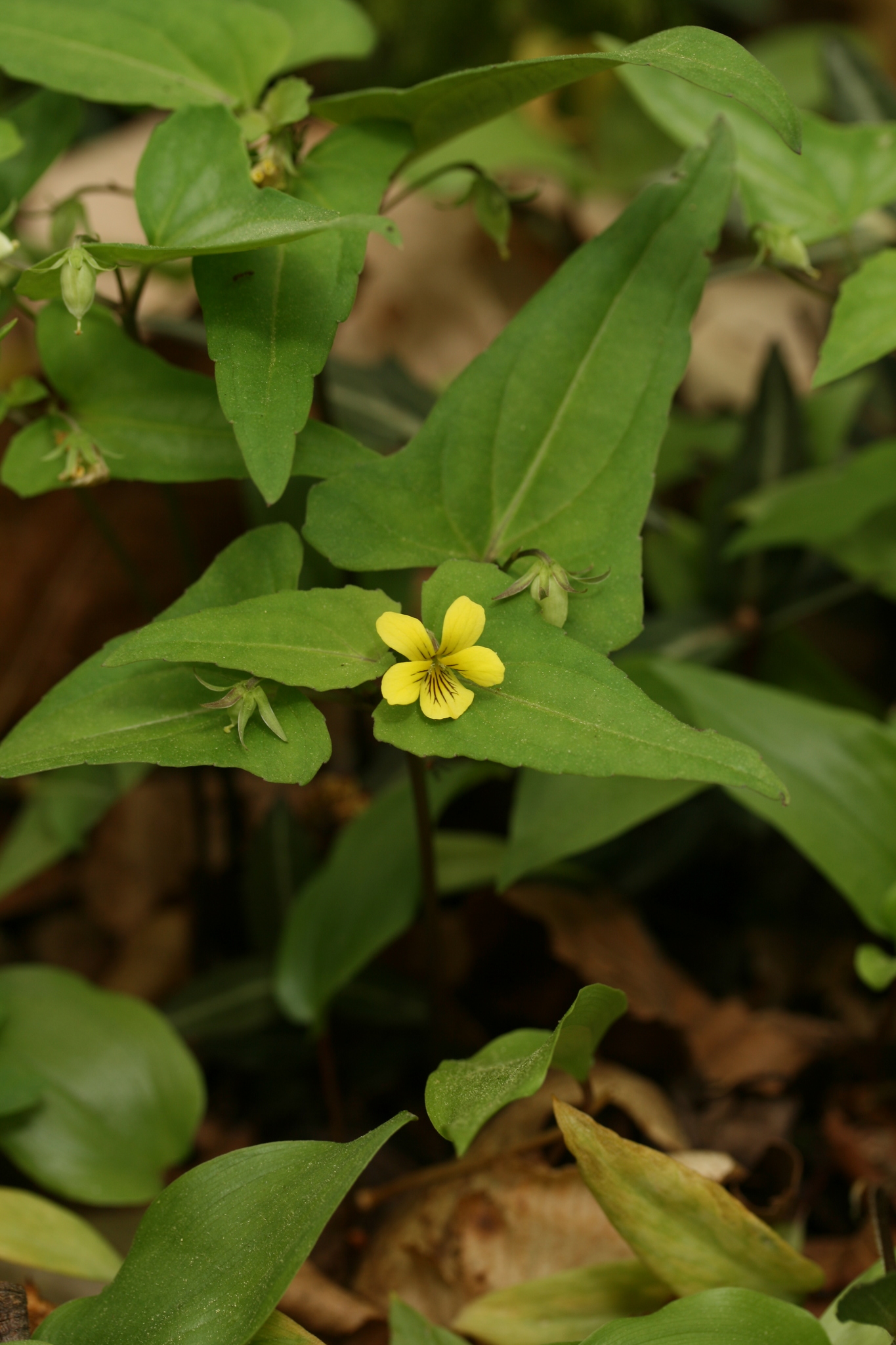 Viola hastata