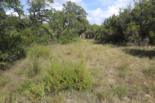 Image of Seymeria texana by (c) Reid Hardin, some rights reserved (CC BY)
