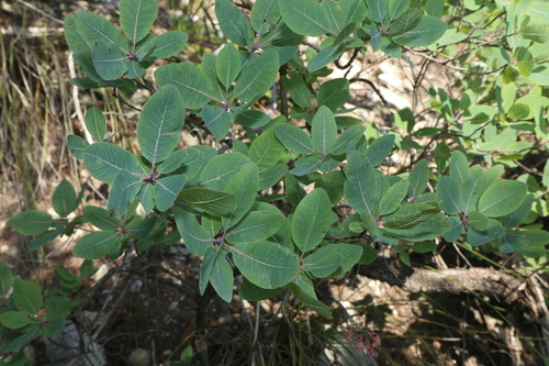 Cotinus obovatus