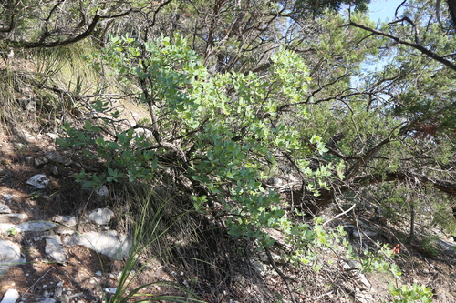 Cotinus obovatus