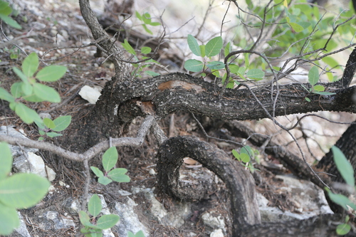 Image of Cotinus obovatus by (c) Reid Hardin, some rights reserved (CC BY)