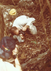 Trillium viridescens