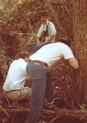 Trillium viridescens