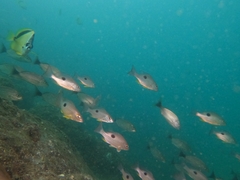 Spotted Rose Snapper photo 3