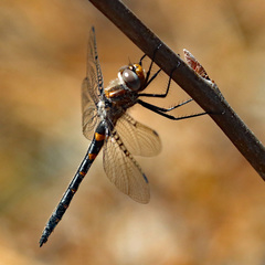 Helocordulia selysii