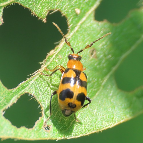 Cerotoma atrofasciata (Cerotoma atrofasciata)