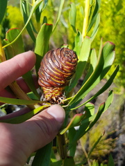 Leucadendron platyspermum