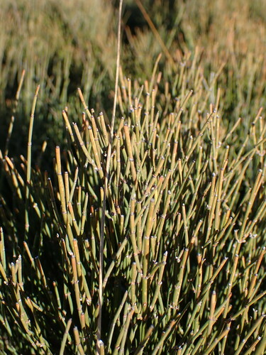 Image of Ephedra nebrodensis by (c) Louis Aureglia, some rights reserved (CC BY)