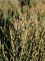Ephedra nebrodensis, photograph Louis Aureglia, CC BY, iNaturalist via GBIF