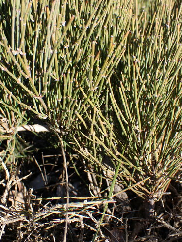 Ephedra nebrodensis, photograph 4