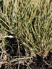 Ephedra nebrodensis, photograph Louis Aureglia, CC BY, iNaturalist via GBIF