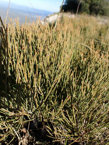 Ephedra nebrodensis, photograph 6
