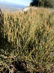 Ephedra nebrodensis, photograph Louis Aureglia, CC BY, iNaturalist via GBIF